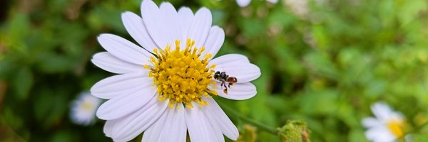 yingchu13 Profile Banner