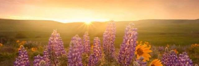 JeanineAmella's profile banner image