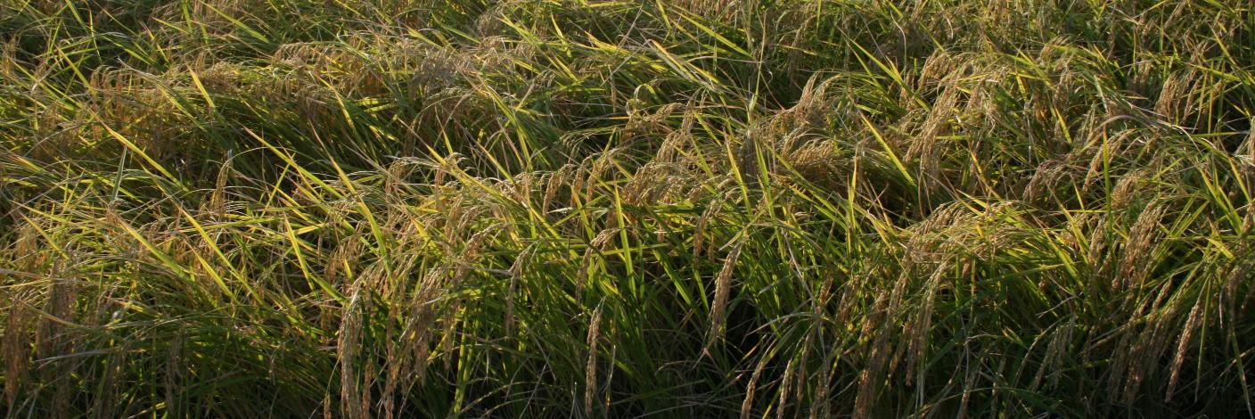 OTS Productions banner