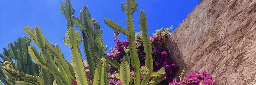 shhlexa's profile banner image