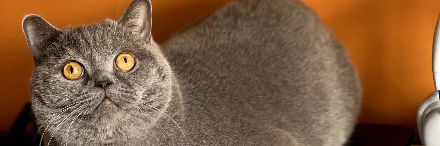 ozermusty's profile banner image