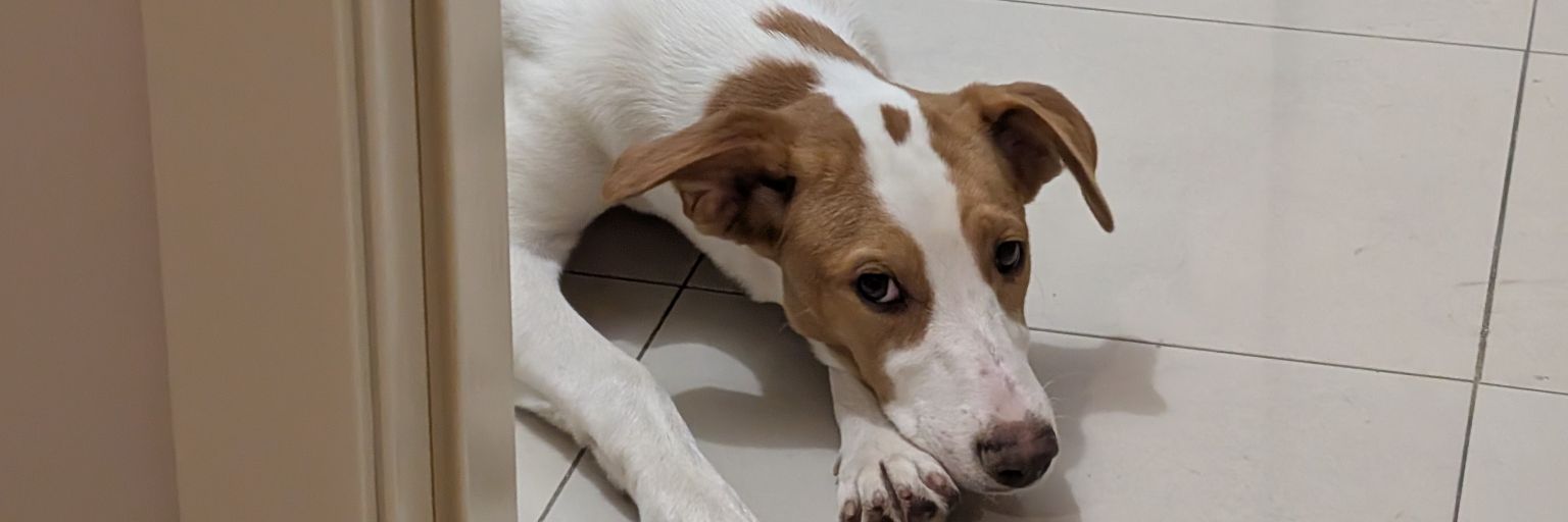DiegooPyC's profile banner image