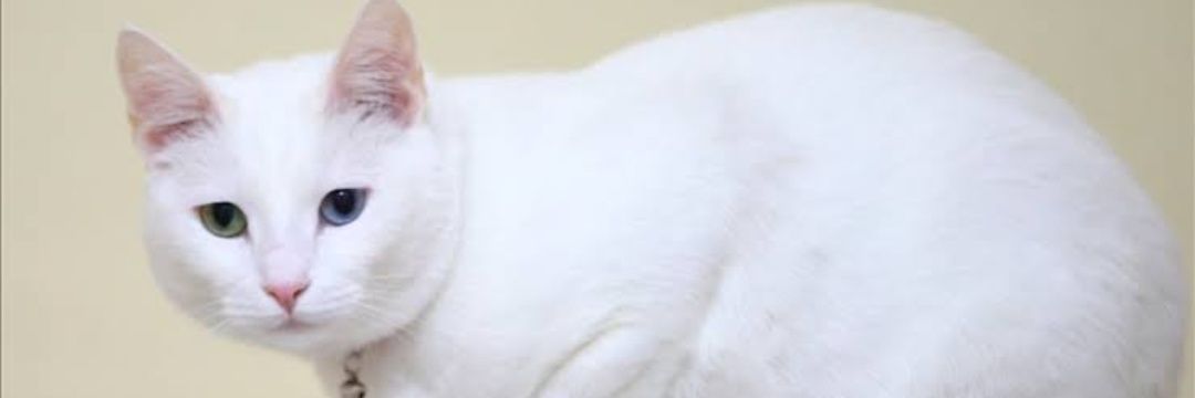 Cute Cats 🐱's banner