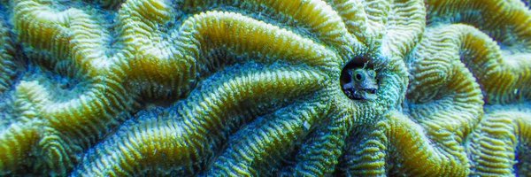 AMBonacolta Profile Banner