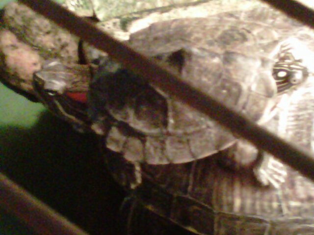 Turtlelover2Deb's profile banner image