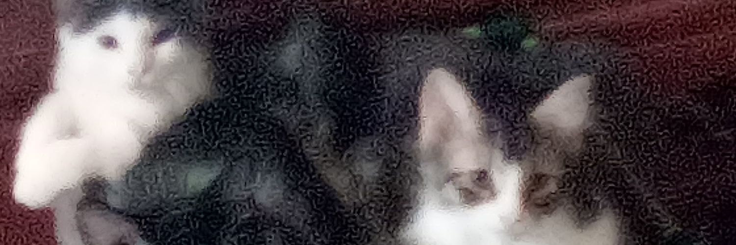 RachelBales14's profile banner image