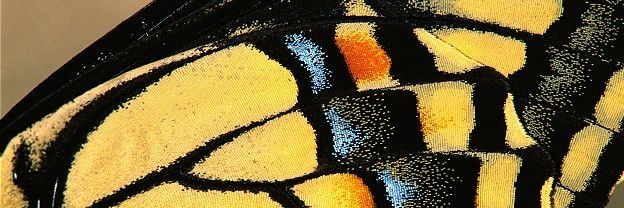 ✯ Caballero ✯ banner