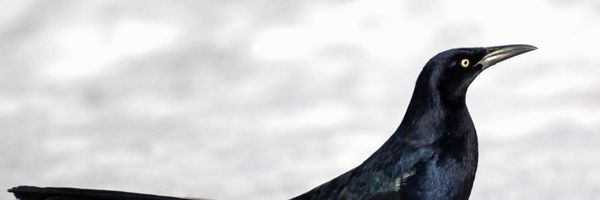 javiercoli4's profile banner image
