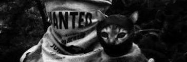 pamfernaandes's profile banner image