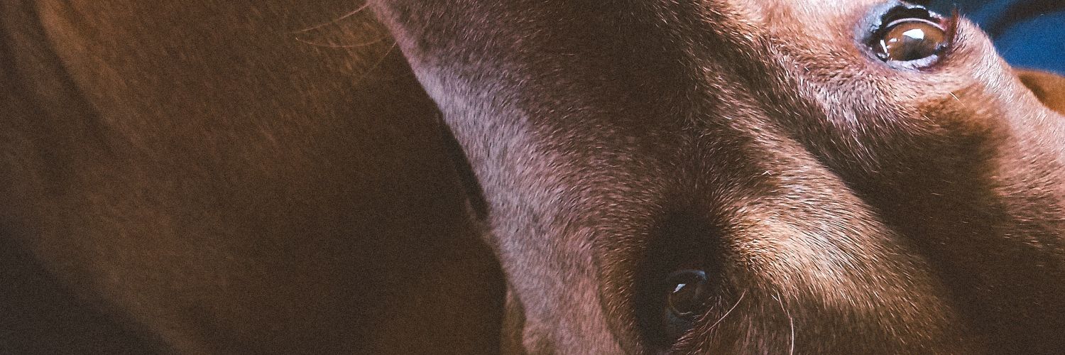 melinaghigo's profile banner image