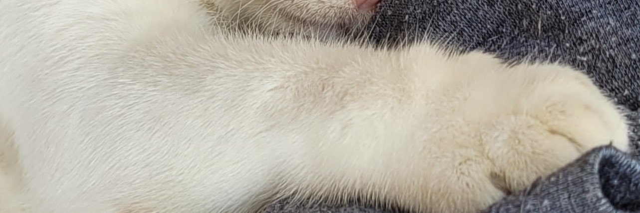 ป๋มเป็นแมวเด็ก banner