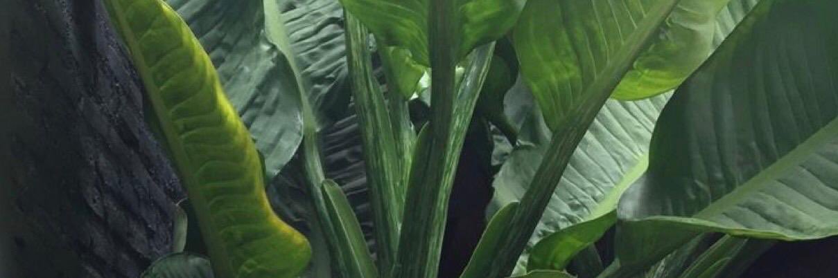 Amonah45's profile banner image