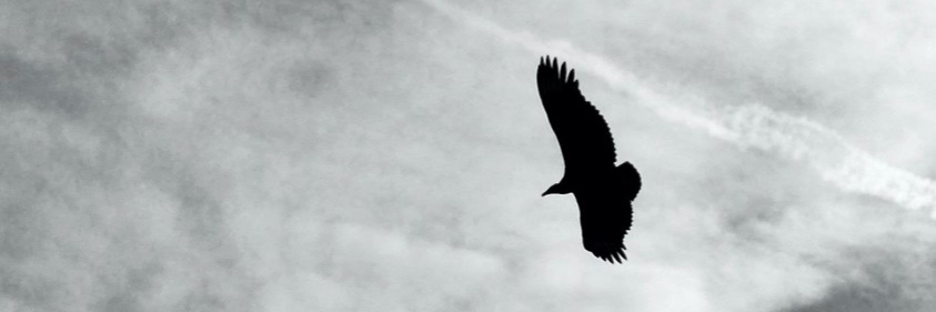 🌔Dylan banner