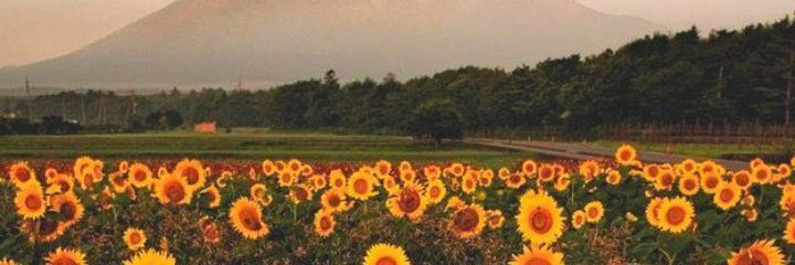 MilyTovar's profile banner image