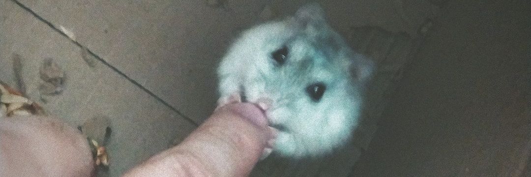 SapoPerrofrog's profile banner image