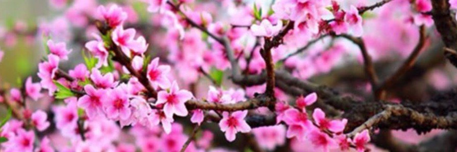 Misacoza_'s profile banner image