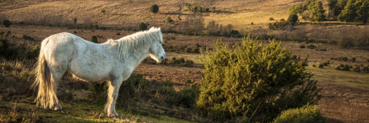 New Forest Bloggers banner