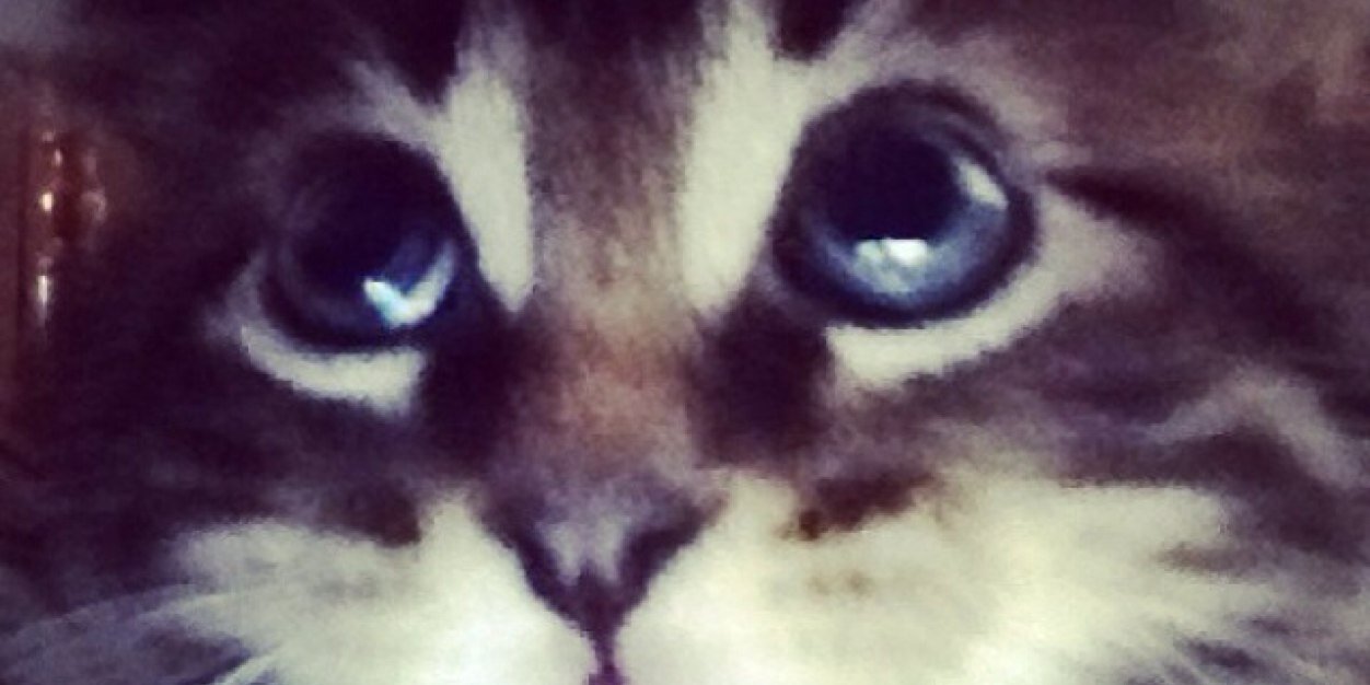 uptightkitty's profile banner image