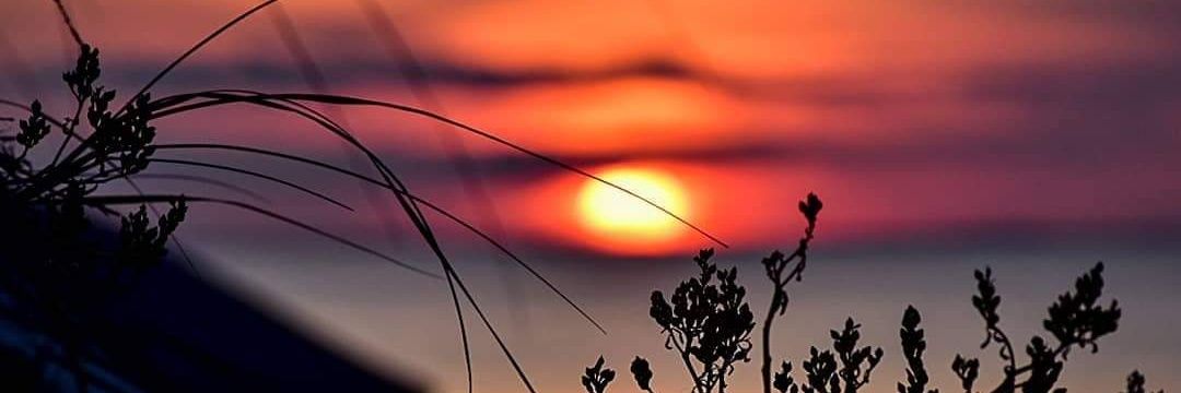 Jonai Trumpler banner