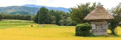 壱@te ipsum occidere banner