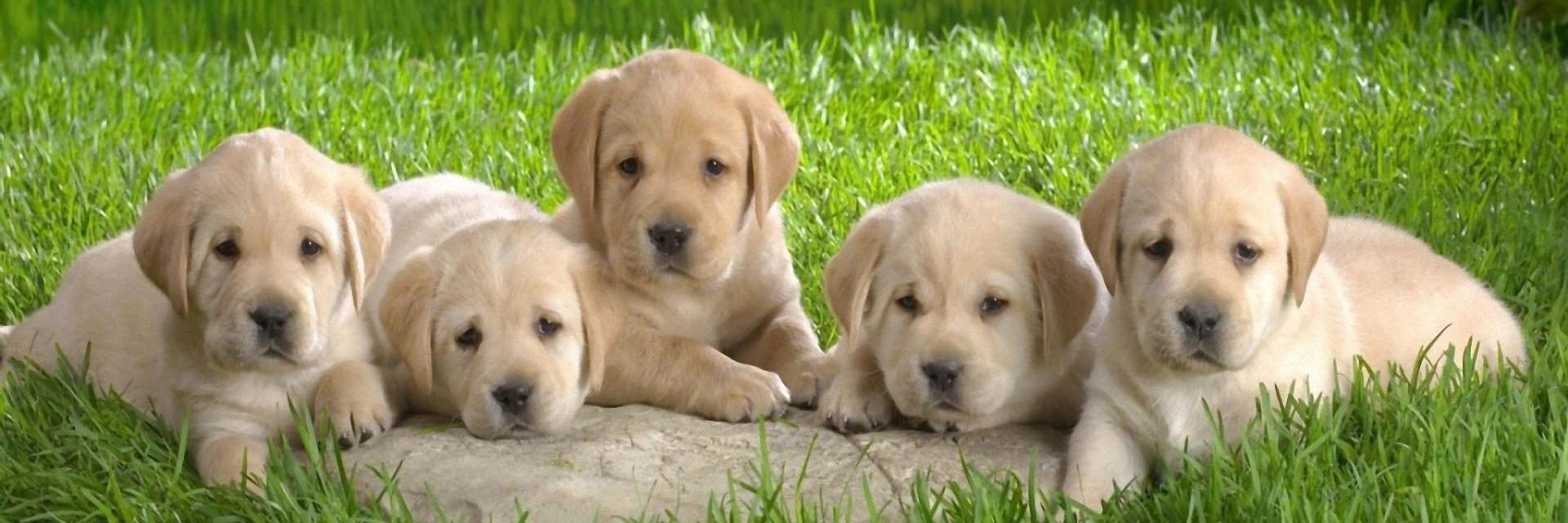 Tiny_AnimaIs's profile banner image