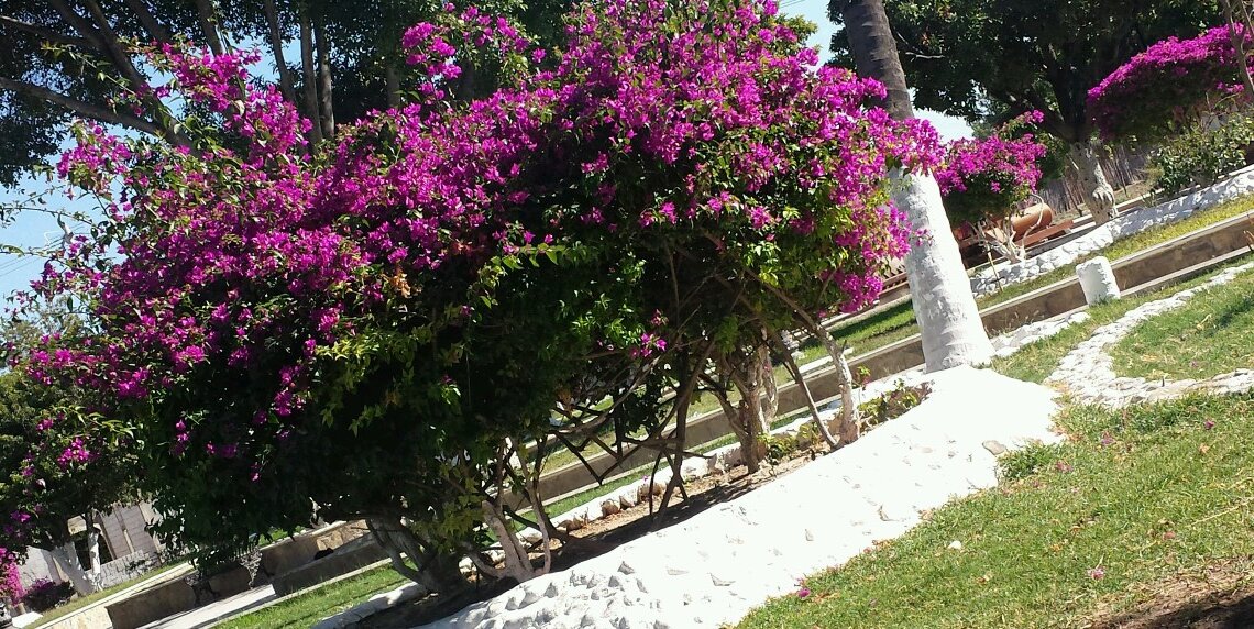 Pame_ramosg's profile banner image