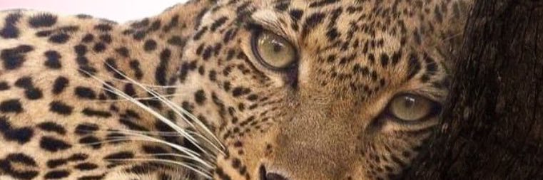 eloapatta's profile banner image