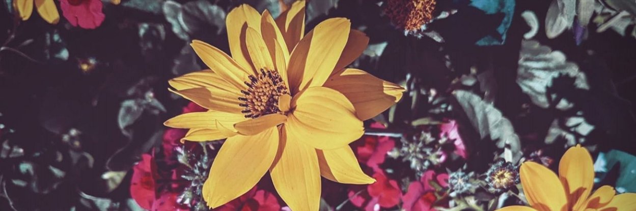 frodshammy's profile banner image