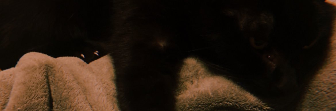 belu_busch's profile banner image