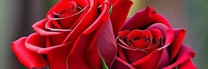 Rosy banner