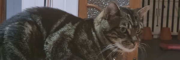 dawvil Profile Banner