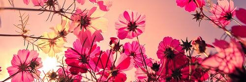 AndreaColmenars's profile banner image