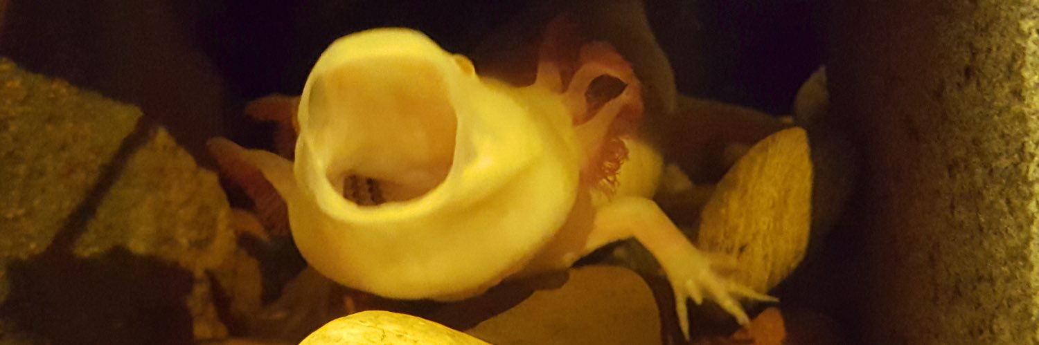 wemadeboats's profile banner image