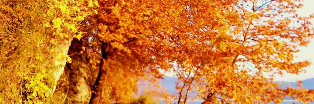 marinabeki's profile banner image