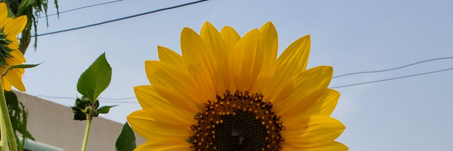 Areebaarif_0's profile banner image