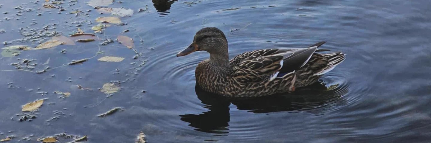 Courtney Beksel banner