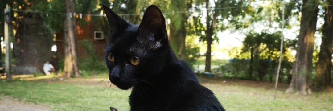 delfinacremona's profile banner image