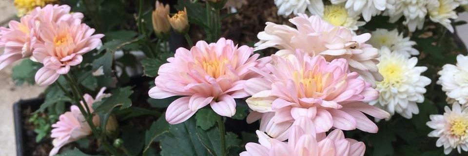 rilya_adril's profile banner image