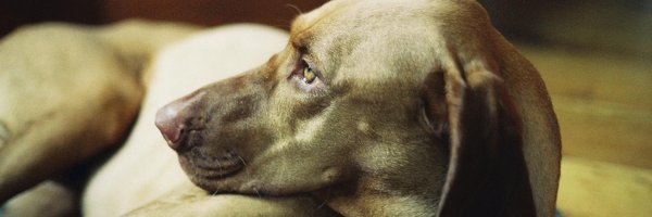 sam_hotaling Profile Banner