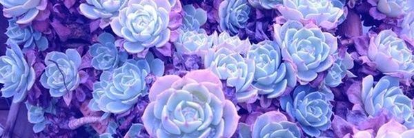 Alexandra13_lil's profile banner image