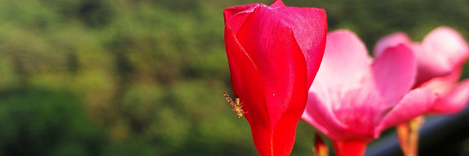 sandeeptakle's profile banner image