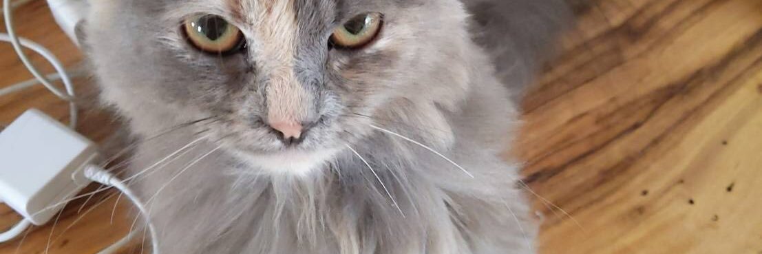 gingeryell1890's profile banner image