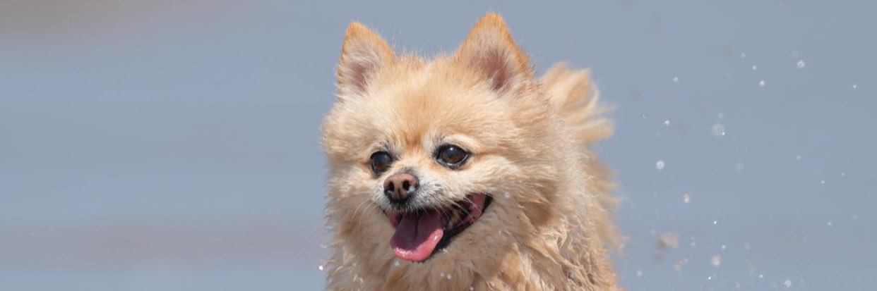 Tamara Juckes banner