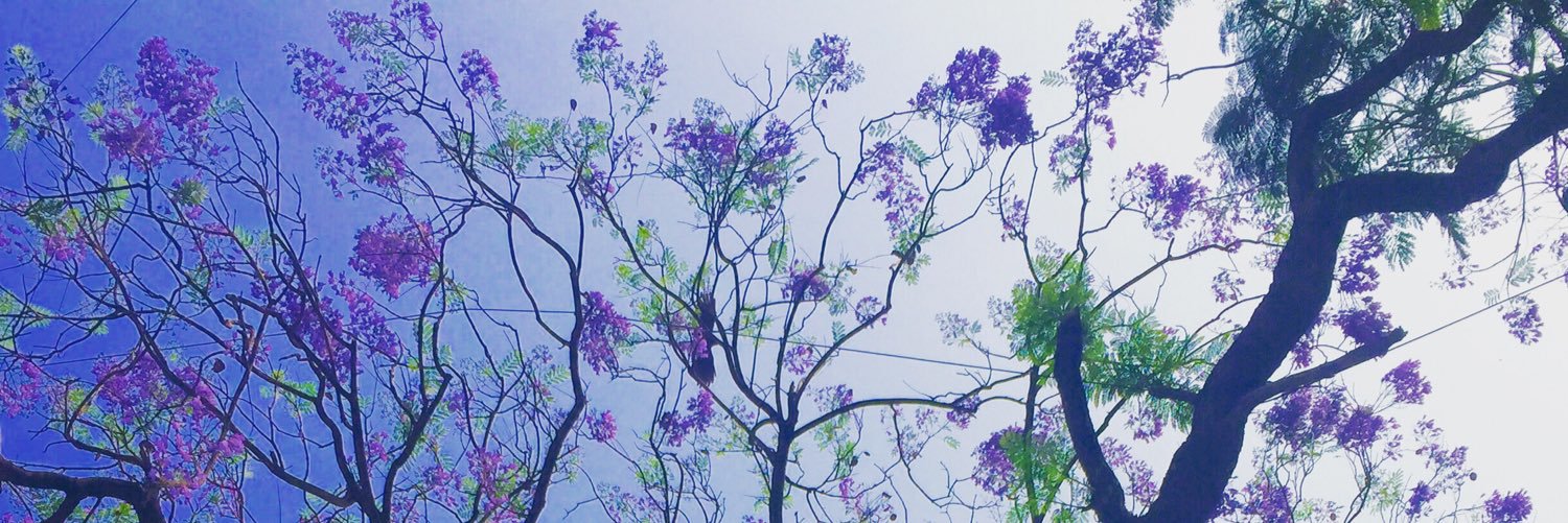 misswisdomous's profile banner image