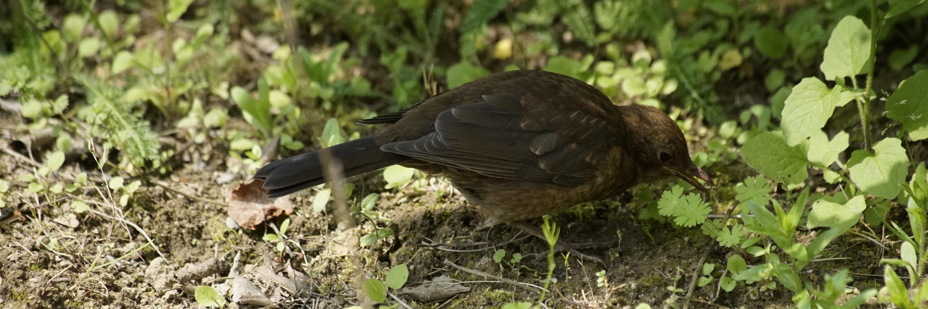 jrafflen (@jrafflen@nrw.social) banner