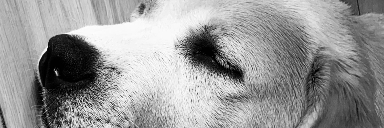 Ammojest's profile banner image