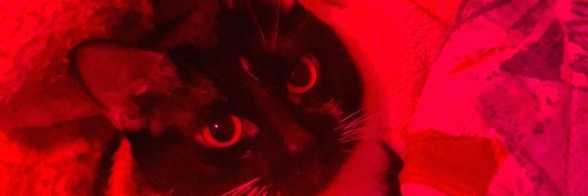 Lara Jenn 🍉🐦‍⬛'s banner