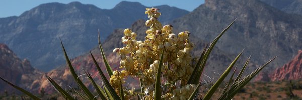 snconservancy Profile Banner