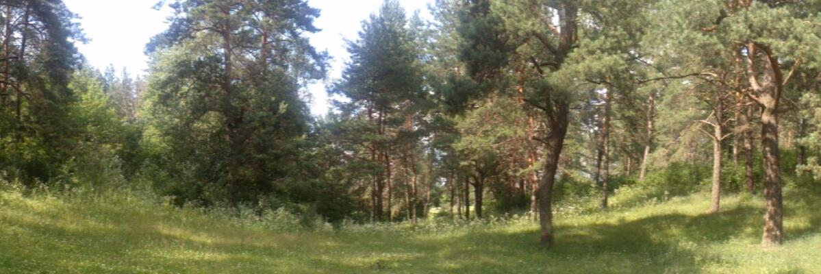 Бавовнятко щире. banner
