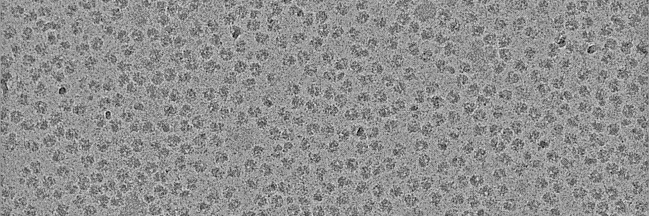 Beckmann Lab's banner